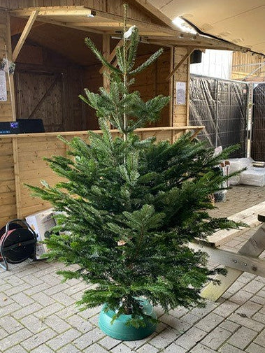 Nordmann extra vol 150-180cm