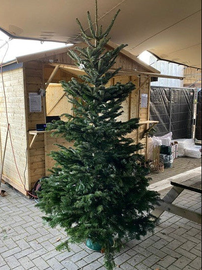 Nordmann (DK) - 200 - 250cm