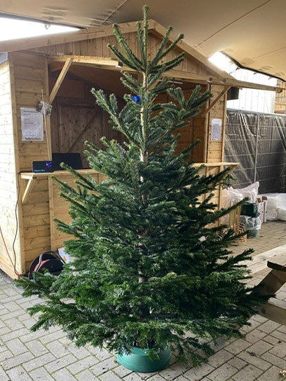 Nordmann (DK) - 175 - 200cm