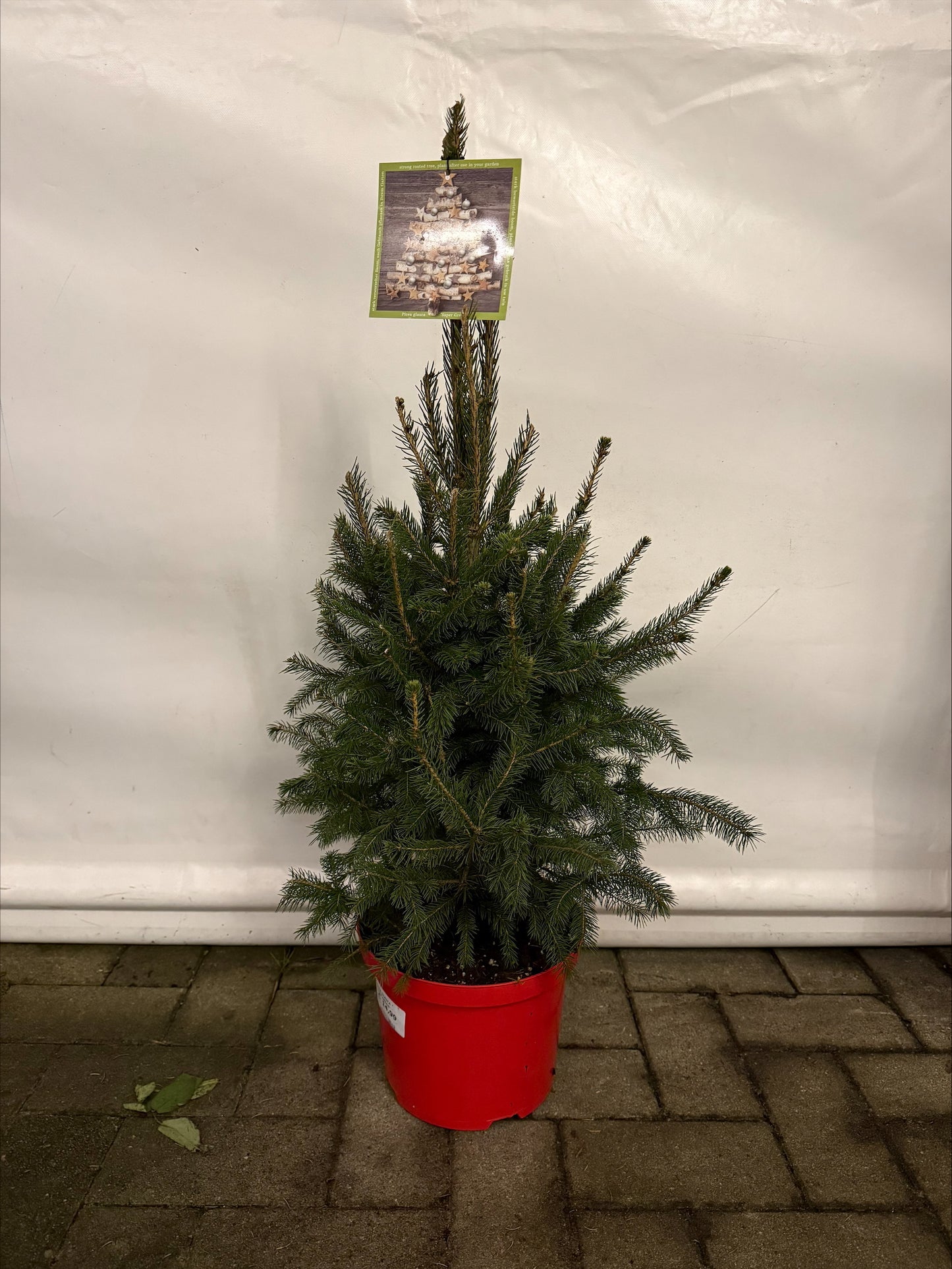 Picea glauca “Super green”