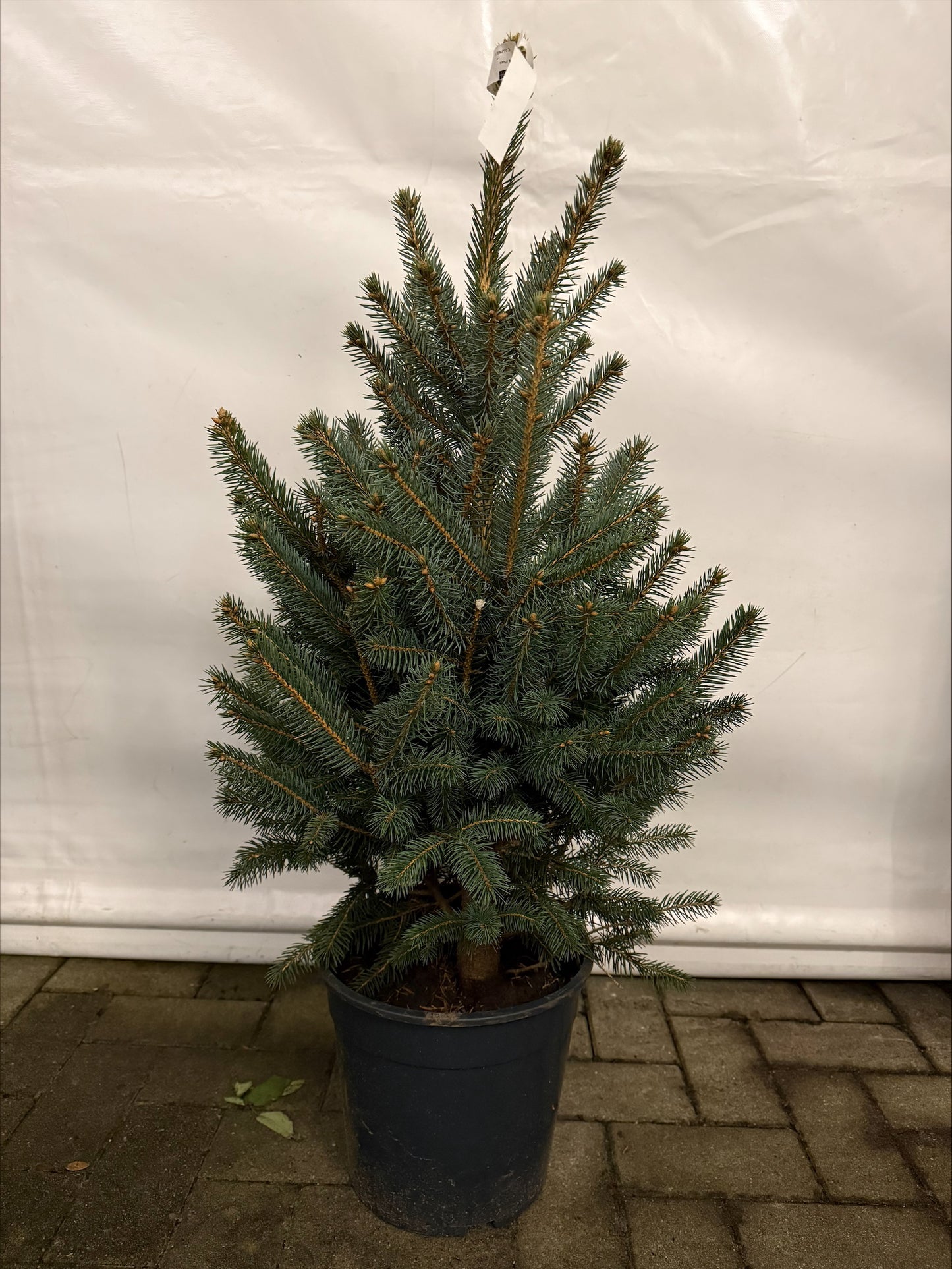 Picea glauca Superblue pot 110-120cm