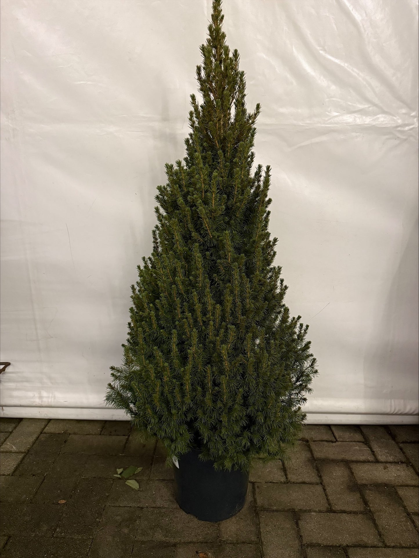 Conica picea (pot gekweekt)