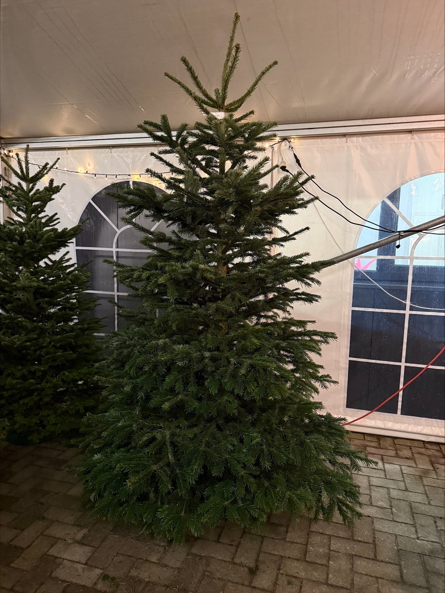 Nordmann extra vol 220 - 250cm