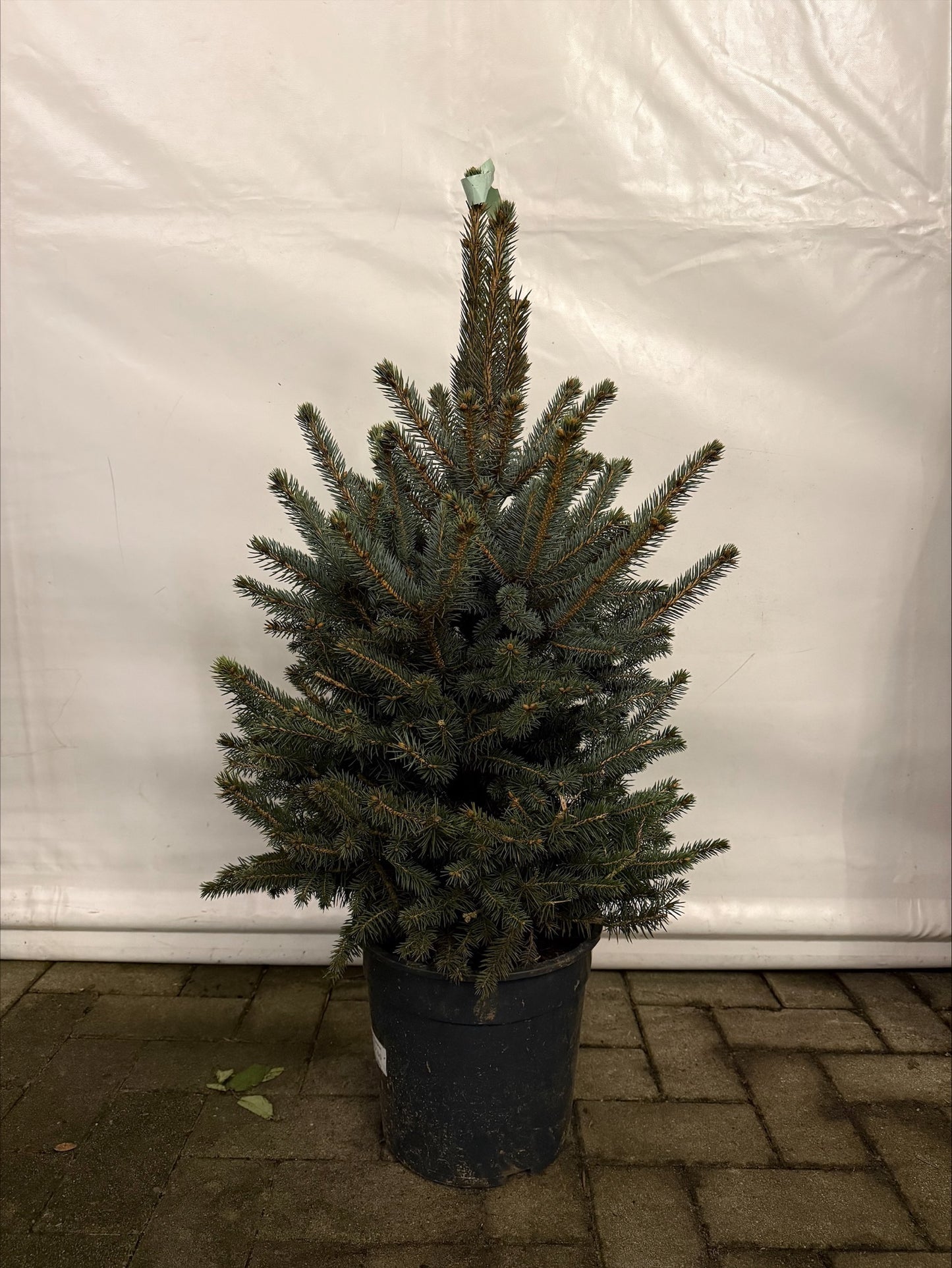 Picea glauca Superblue pot 80-100cm