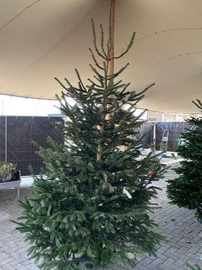 Nordmann extra vol 250 - 300cm